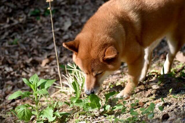 犬が外で雑草を食べるけど野菜不足なの？【実は意外な理由】 ワンコとHappy life！