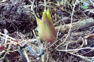 獣医師監修 犬はみょうがを食べても大丈夫 血行促進に効果あり その栄養と効能 ワンコとhappy Life