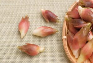 獣医師監修 犬はみょうがを食べても大丈夫 血行促進に効果あり その栄養と効能 ワンコとhappy Life