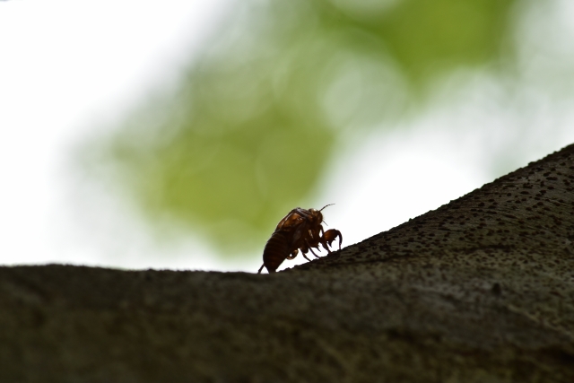 専門家監修 犬がセミを食べるけど大丈夫 実は意外と栄養豊富 来たる食糧難を救うかもしれない昆虫食の魅力に迫る ワンコとhappy Life
