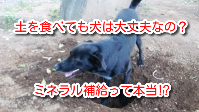 専門家監修 犬が土を食べる理由って 犬が土を食べるのはミネラル補給のためって本当 ワンコとhappy Life