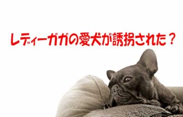 ハリウッドスター レディーガガの愛犬をご紹介 誘拐されたってホント ワンコとhappy Life