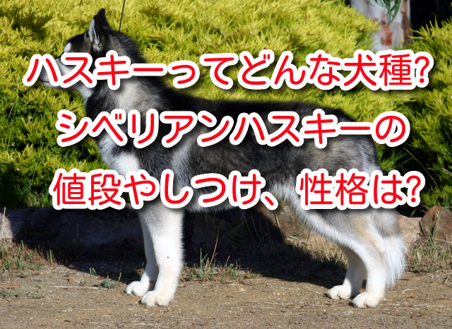 犬の辞典 ハスキーってどんな犬種 シベリアンハスキーの値段やしつけ 性格は ワンコとhappy Life