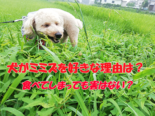 犬はミミズを食べる 体に有害なの それとも無害 ワンコとhappy Life