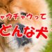 チャウチャウ　犬