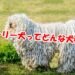 プーリー犬ってどんな犬種？