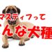 マスティフ　犬種