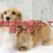 新垣 結衣 犬