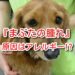 犬　まぶた　腫れ