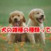 犬　雑種　種類