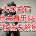 犬　歯石
