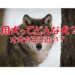 四国犬　ニホンオオカミ　日本犬