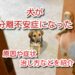 犬 分離不安症