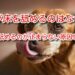 犬が床を舐めるのはなぜ？床を舐めるのが止まらない原因とは？