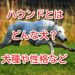 ハウンド 犬