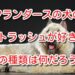 フランダースの犬 犬の種類