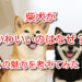 柴犬 かわいい なぜ