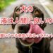 犬の唾液