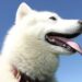 北海道犬