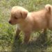 子犬