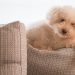 犬が見つめる