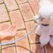 おすわり　犬