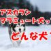 アスカランマラミュート犬