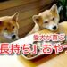 犬　長持ち　おやつ