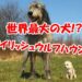 アイルランド　犬　アイリッシュウルフハウンド