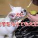 犬　焼き芋