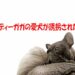 レディーガガ　犬　フレブル