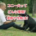 コニー　犬