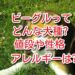 犬　ビーグル